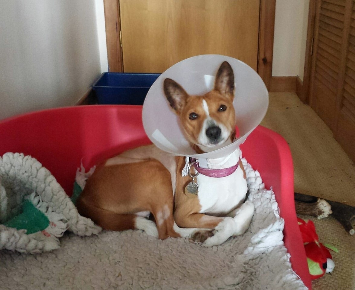 Dog at death's door with cancer bounces back to win top competition