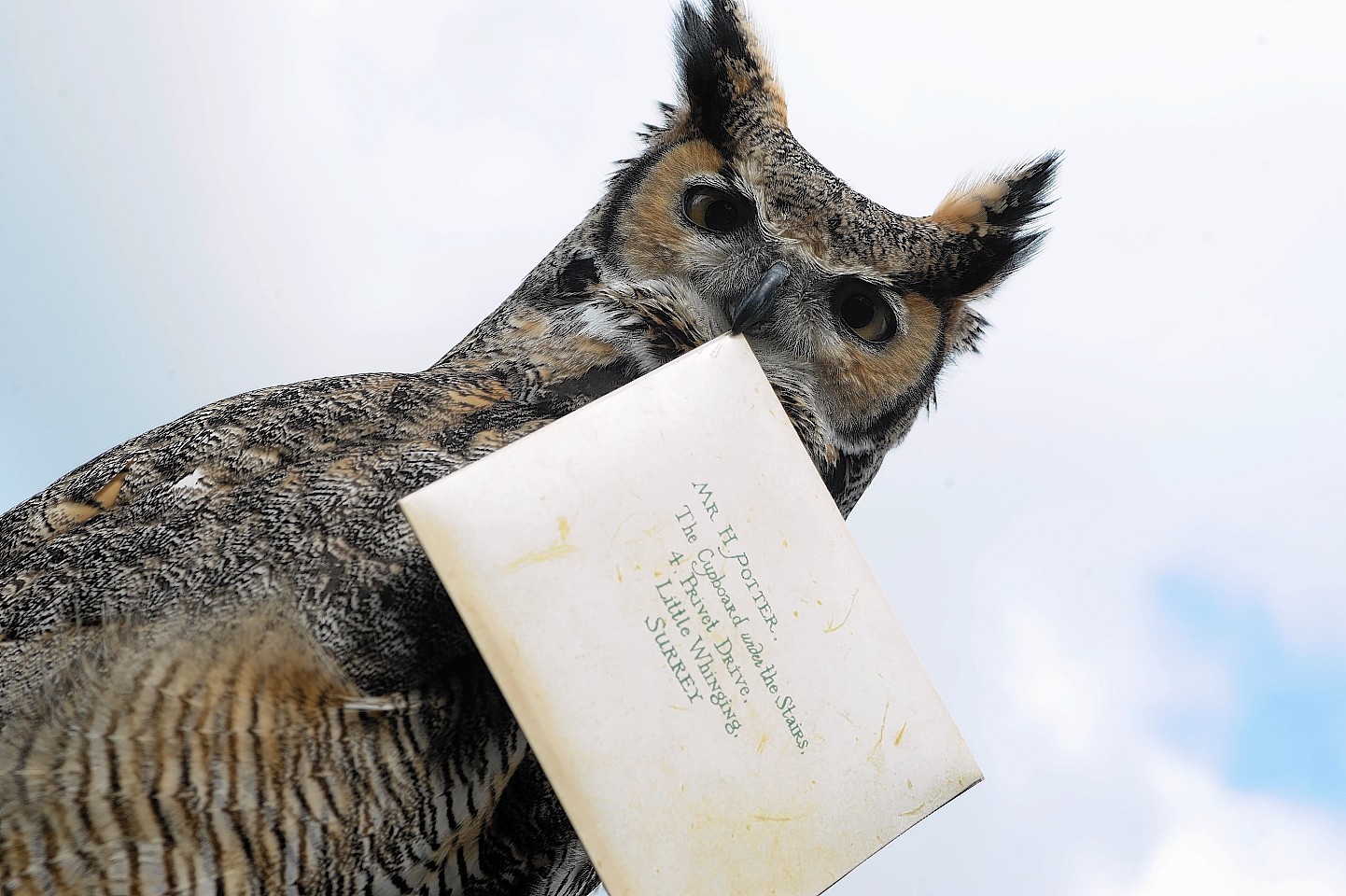 Home of Harry Potter owls receives £25,000 boost