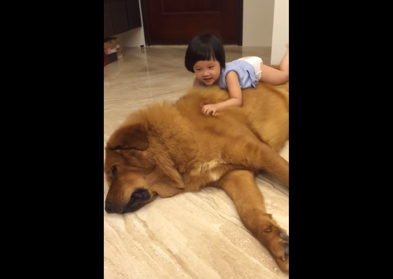 VIDEO: Tot plays with friendly Tibetan Mastiff