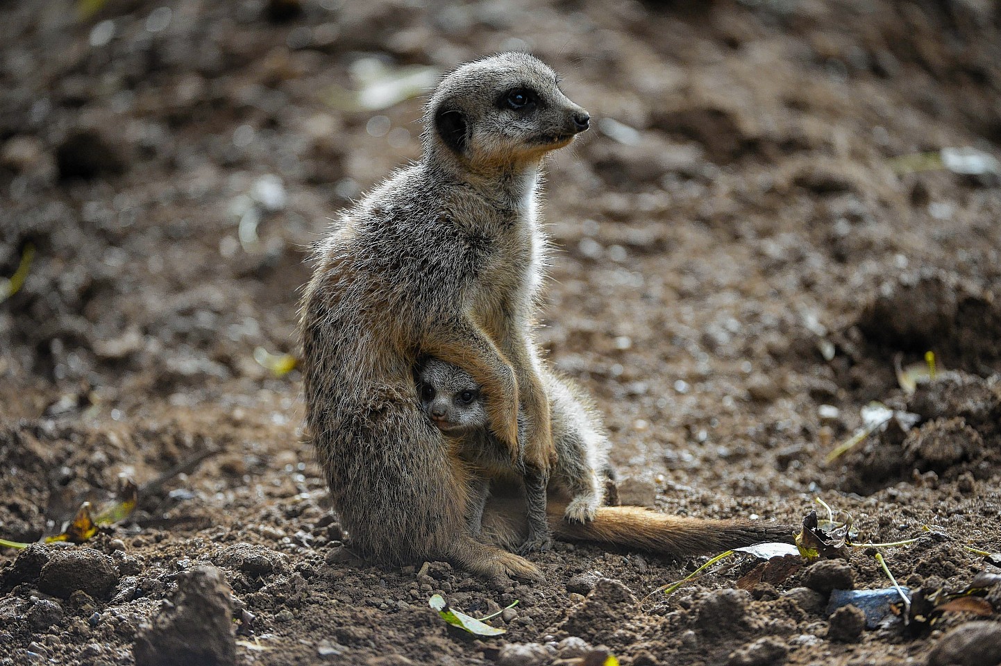 In pictures: Meerkats! Super-cute baby meerkats! - Press and Journal