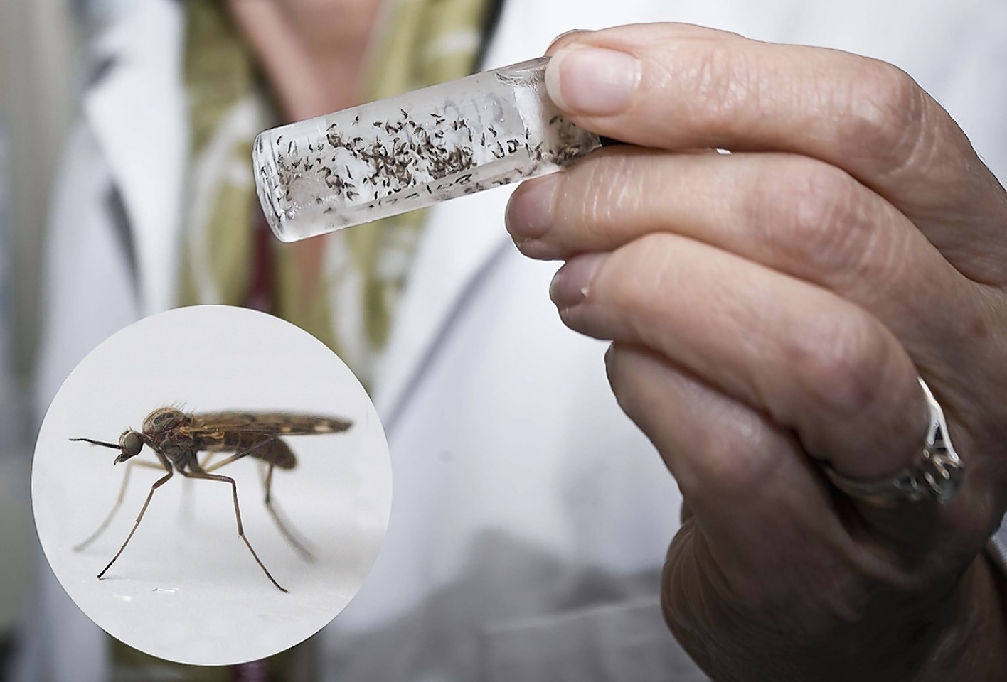 Have you noticed there aren't many midges this year? Nobody seems to be