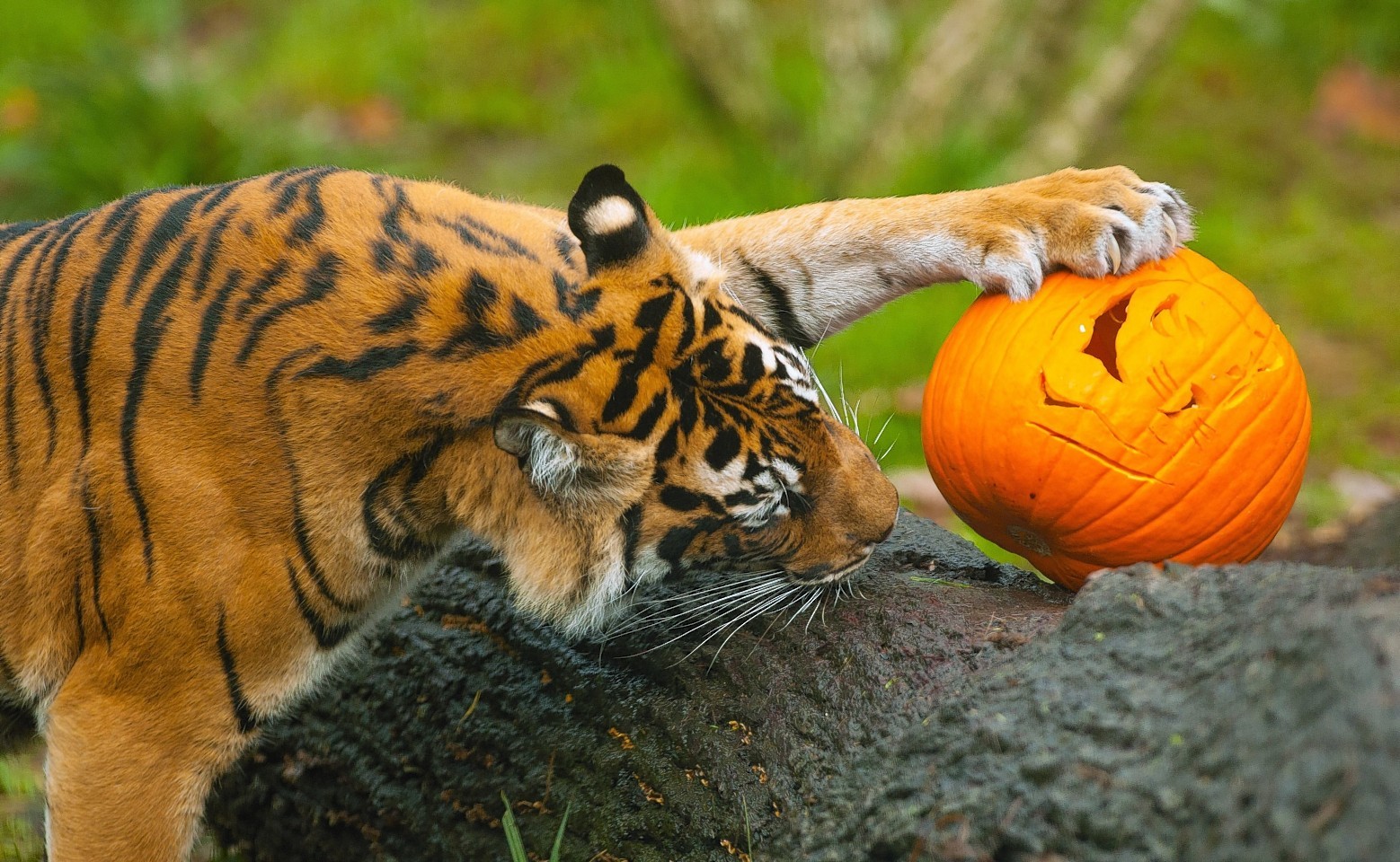 Pumpkin-tiger.jpg