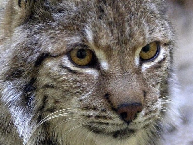 Lynx