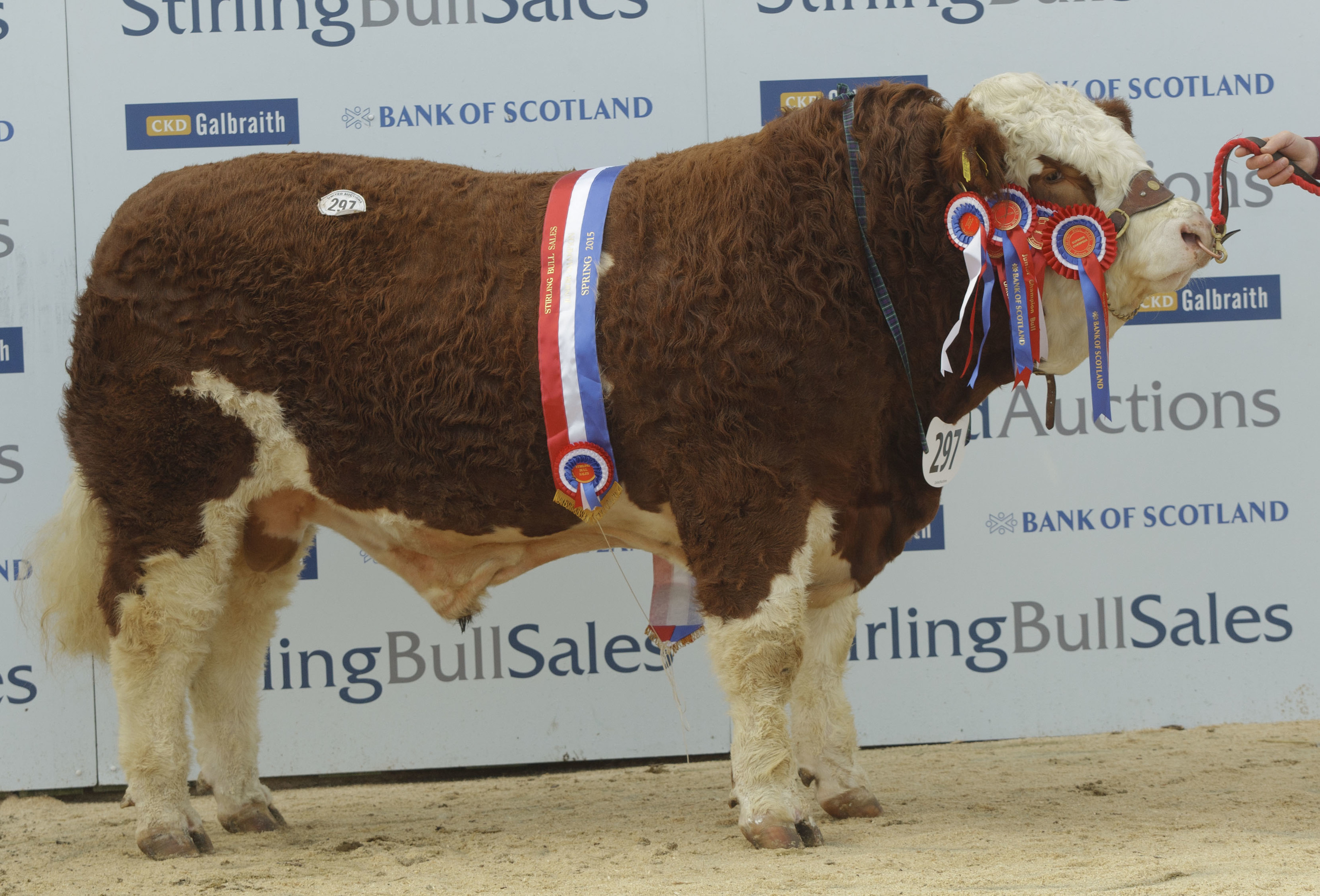 Simmentals top 12,000gn at Stirling Bull Sales Press and Journal