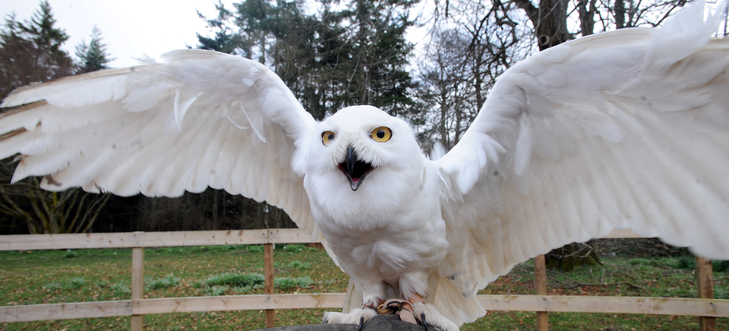 hedwig interactive owl