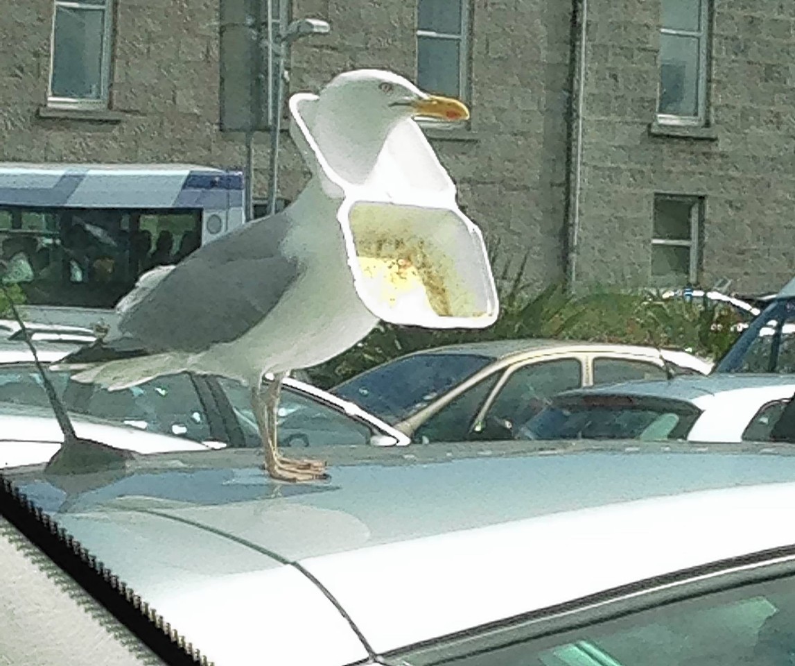 Seagull-in-box.jpg