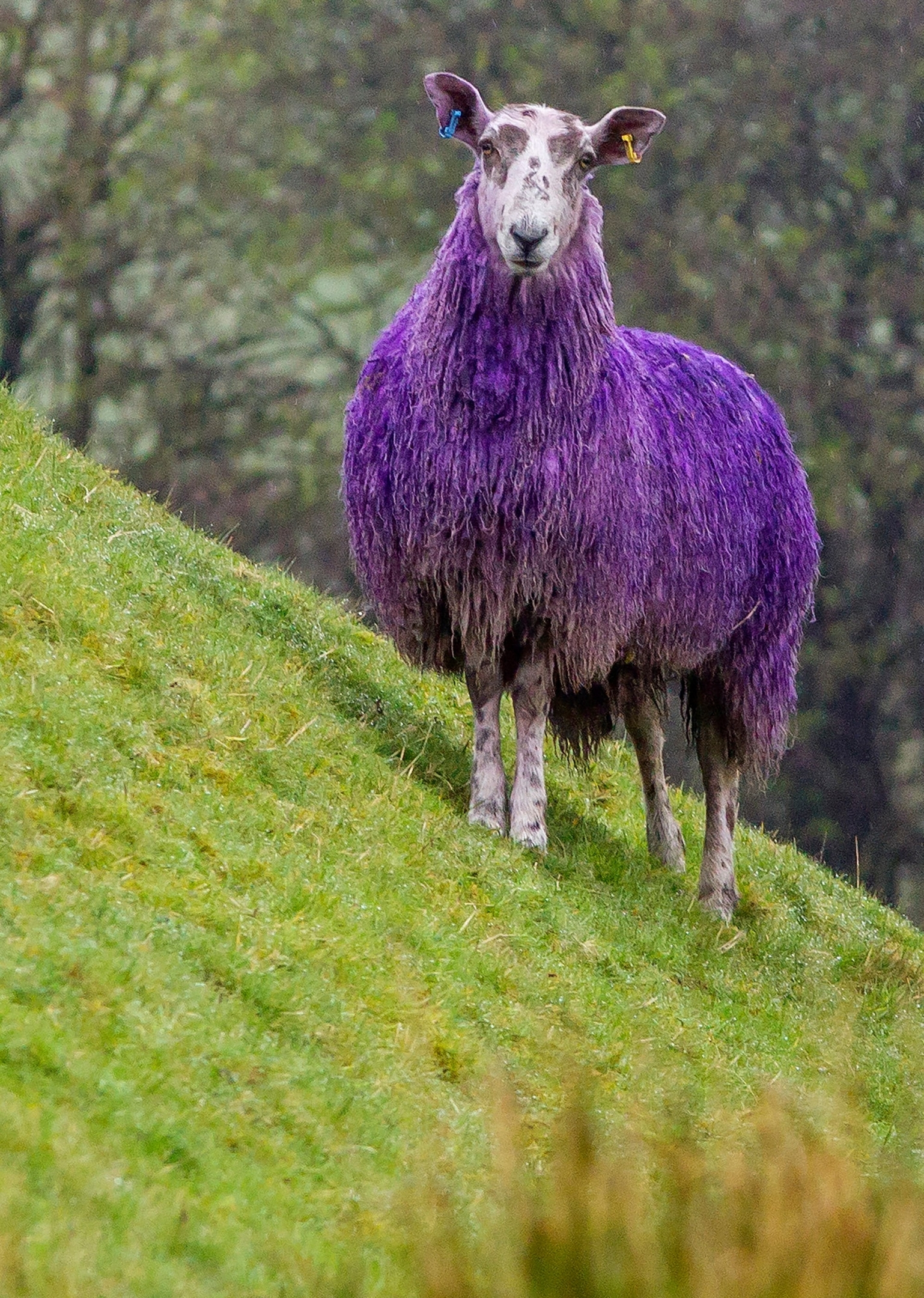 Why have these Scottish sheep been turned purple? Press
