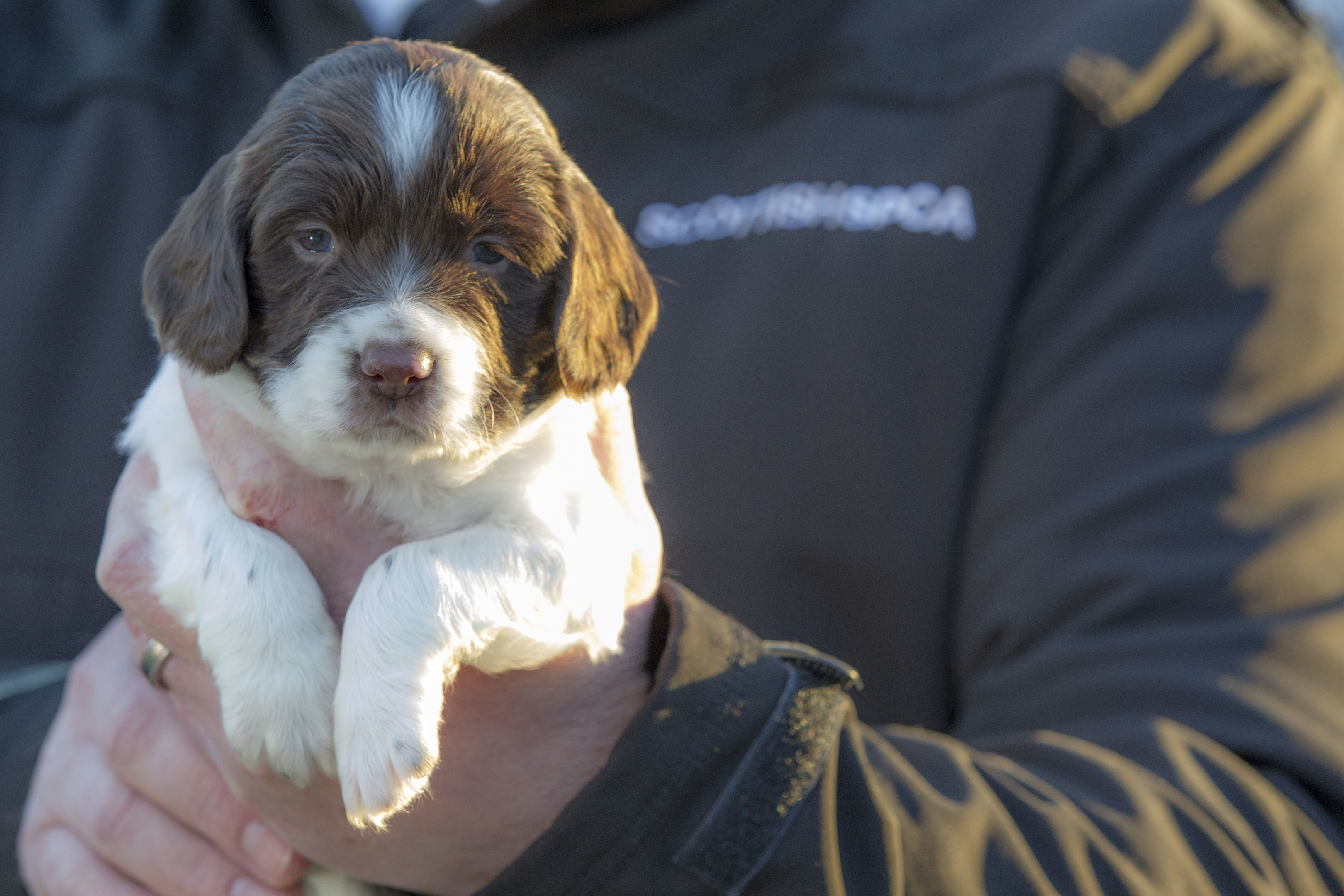 Aberdeen Animal Rescue appeals for shoppers to think twice
