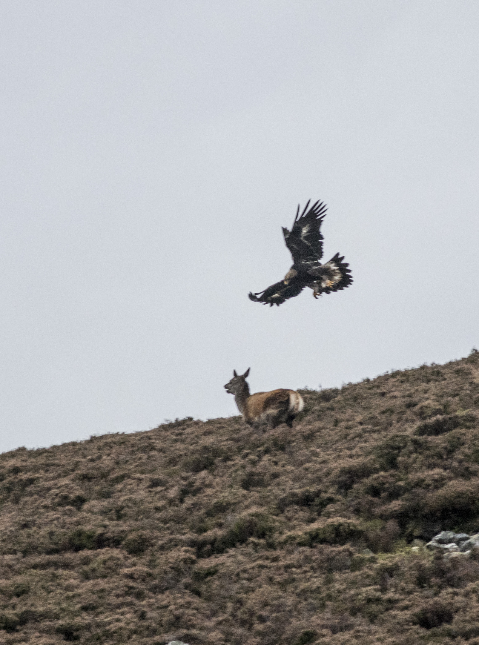 Spectacular Images Capture Moment Golden Eagle Swooped On