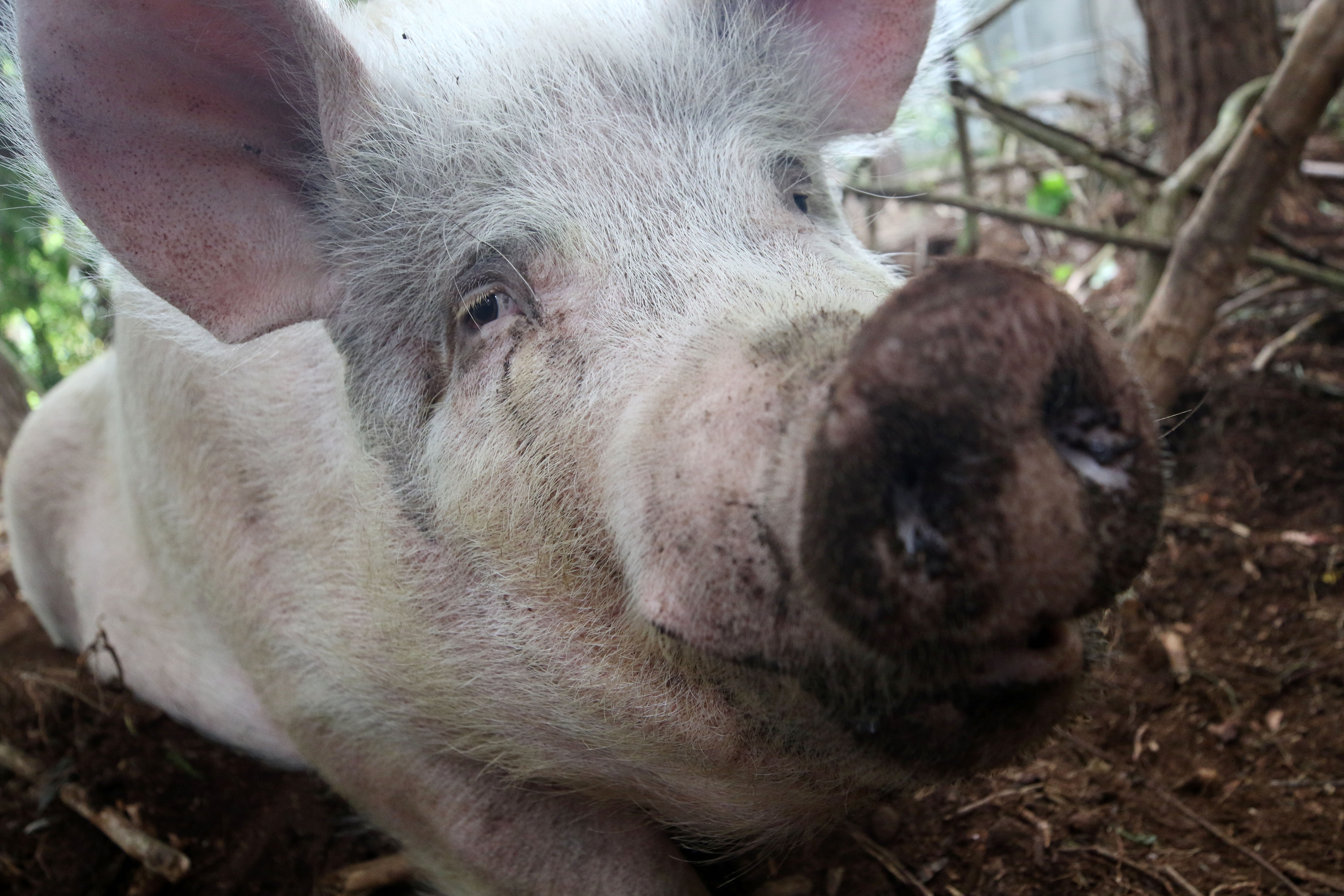 Pippa the pig in mourning following death of much-loved companion