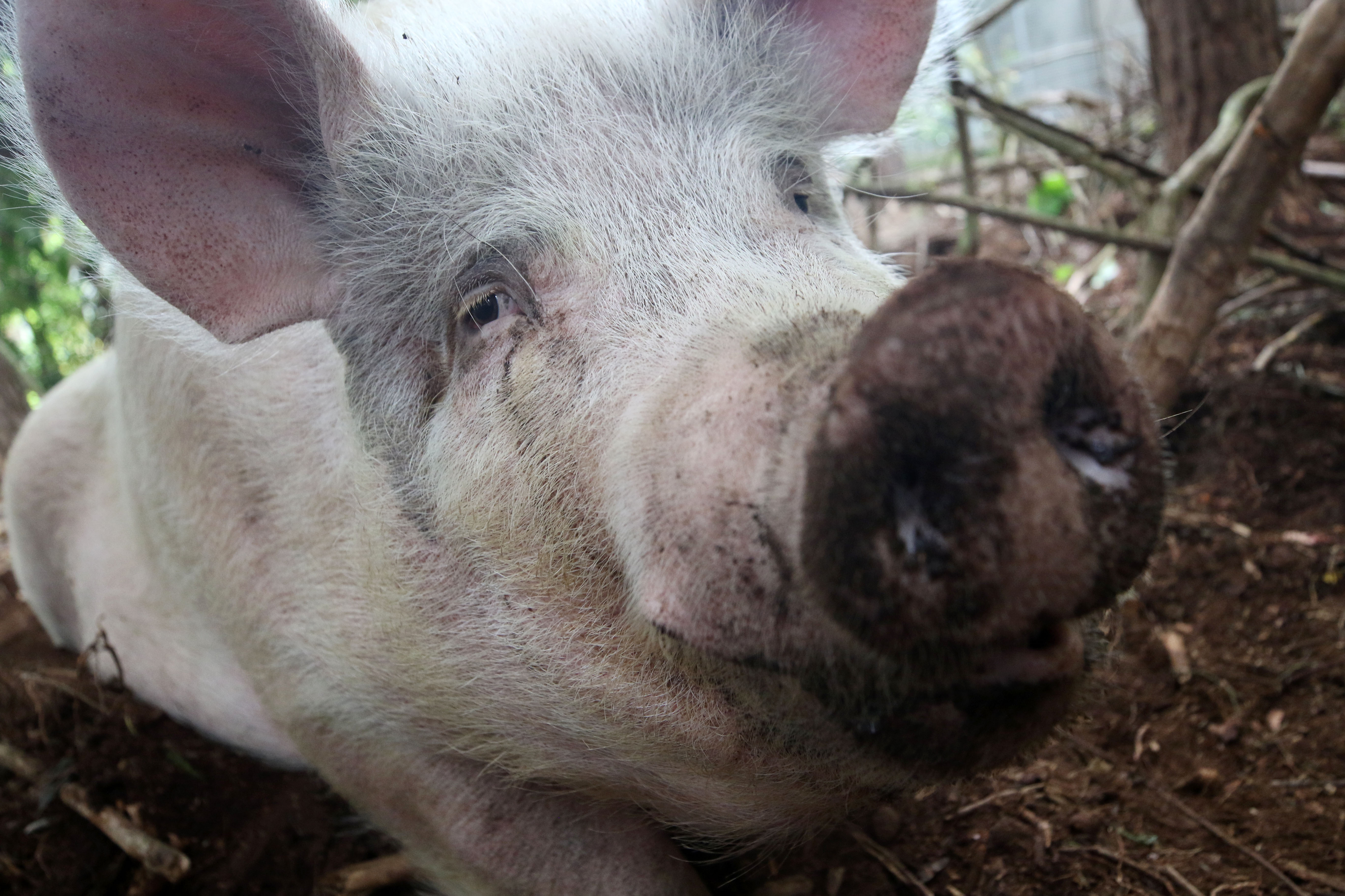 Pippa the pig in mourning following death of much-loved companion Pippa the pig in mourning following death of much-loved companion