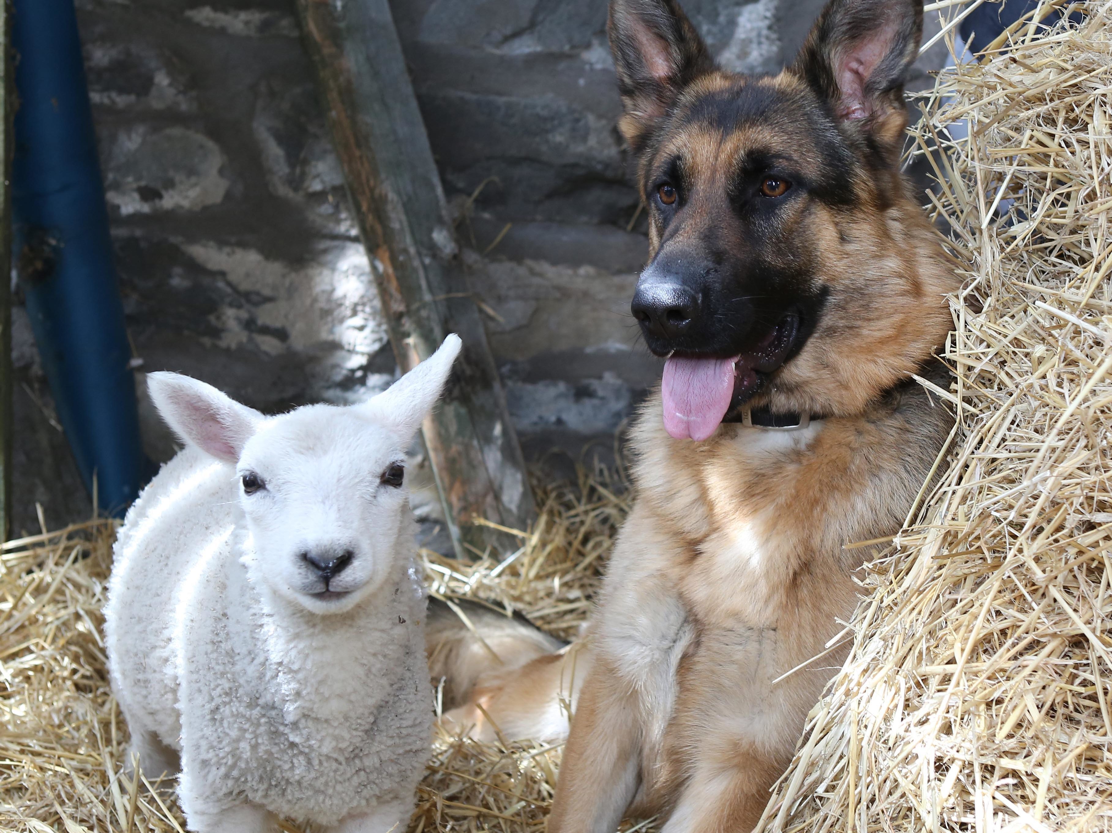 German shepherd and best sale sheep