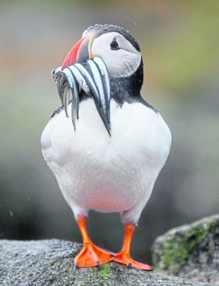 puffin cam