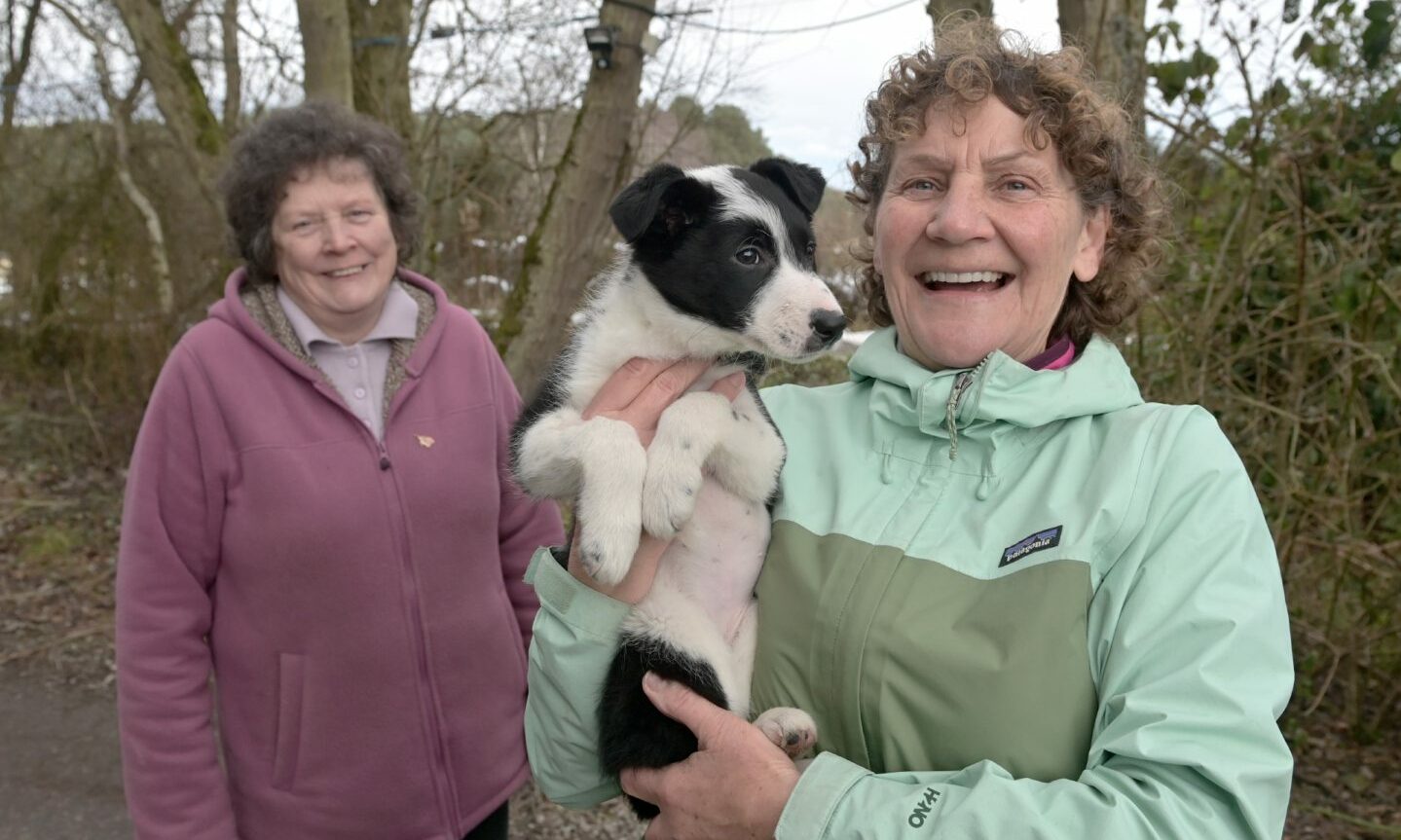 Generosity gives 10-week-old Collie pup a second chance after emergency  heart surgery
