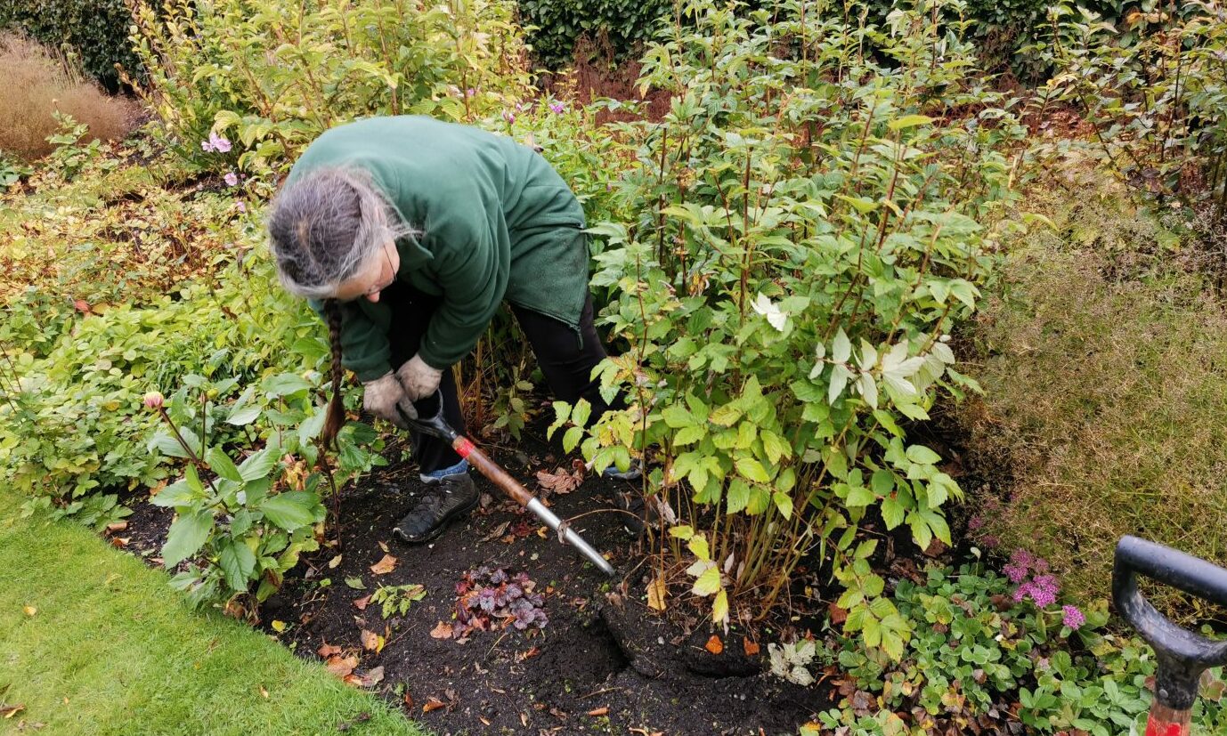 How to boost your herbaceous plants in autumn