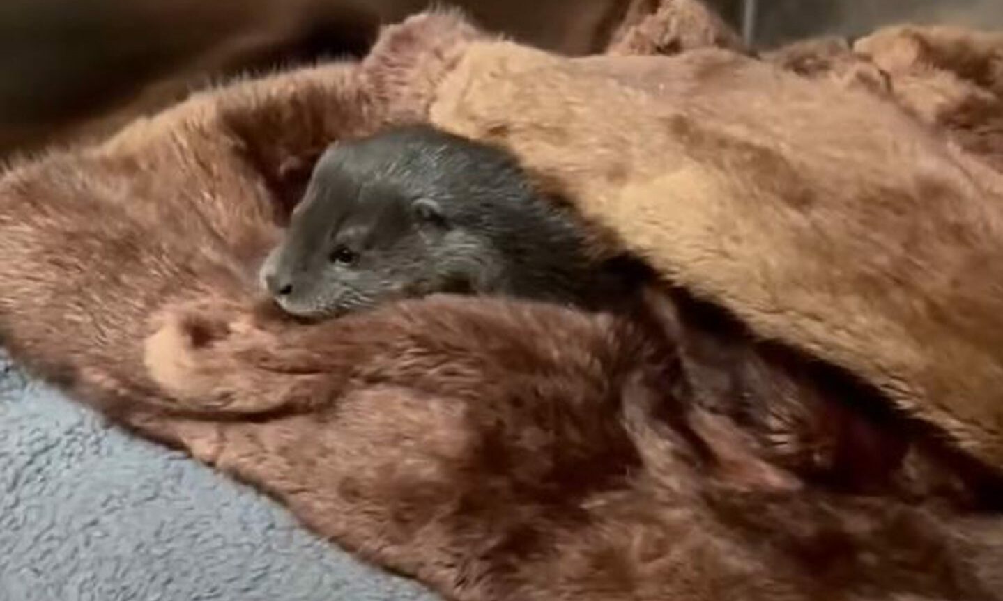 Places to sell fur coats near me sale