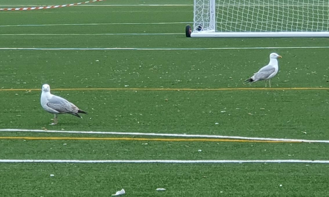 lossiemouth-high-school-pitch-covered-in-gull-mess-sealed-off