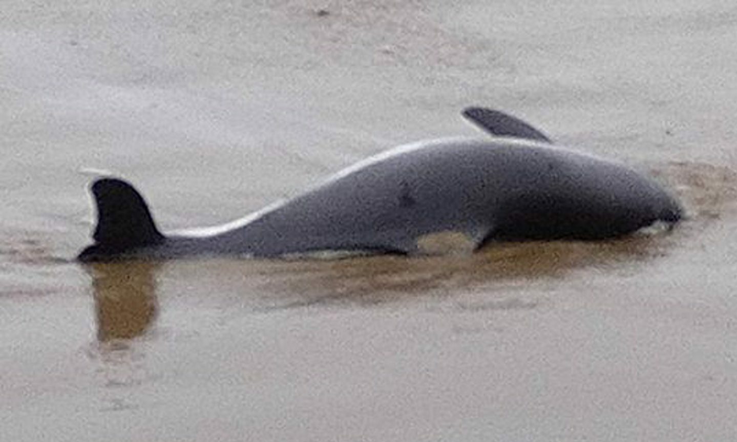 Sadness as ‘baby’ dolphin washed up on Aberdeen beach