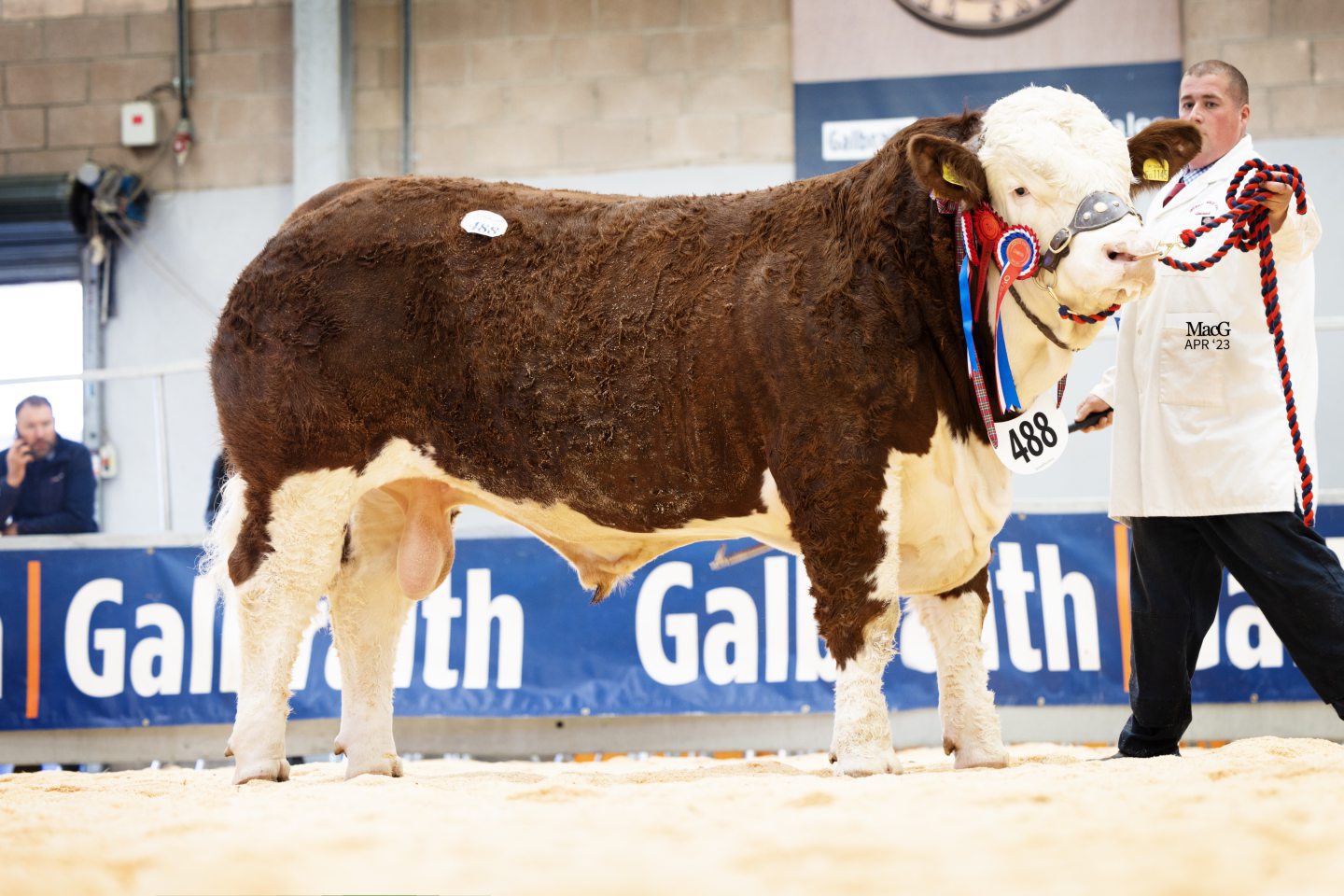 Stirling Bull Sales May 2023: Simmental breed leads