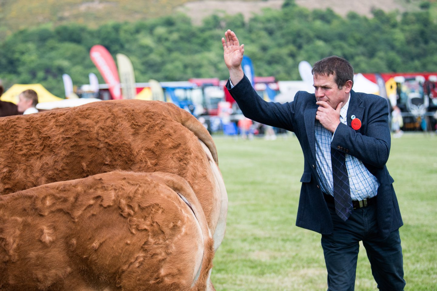 Limousin heifers tops the lot