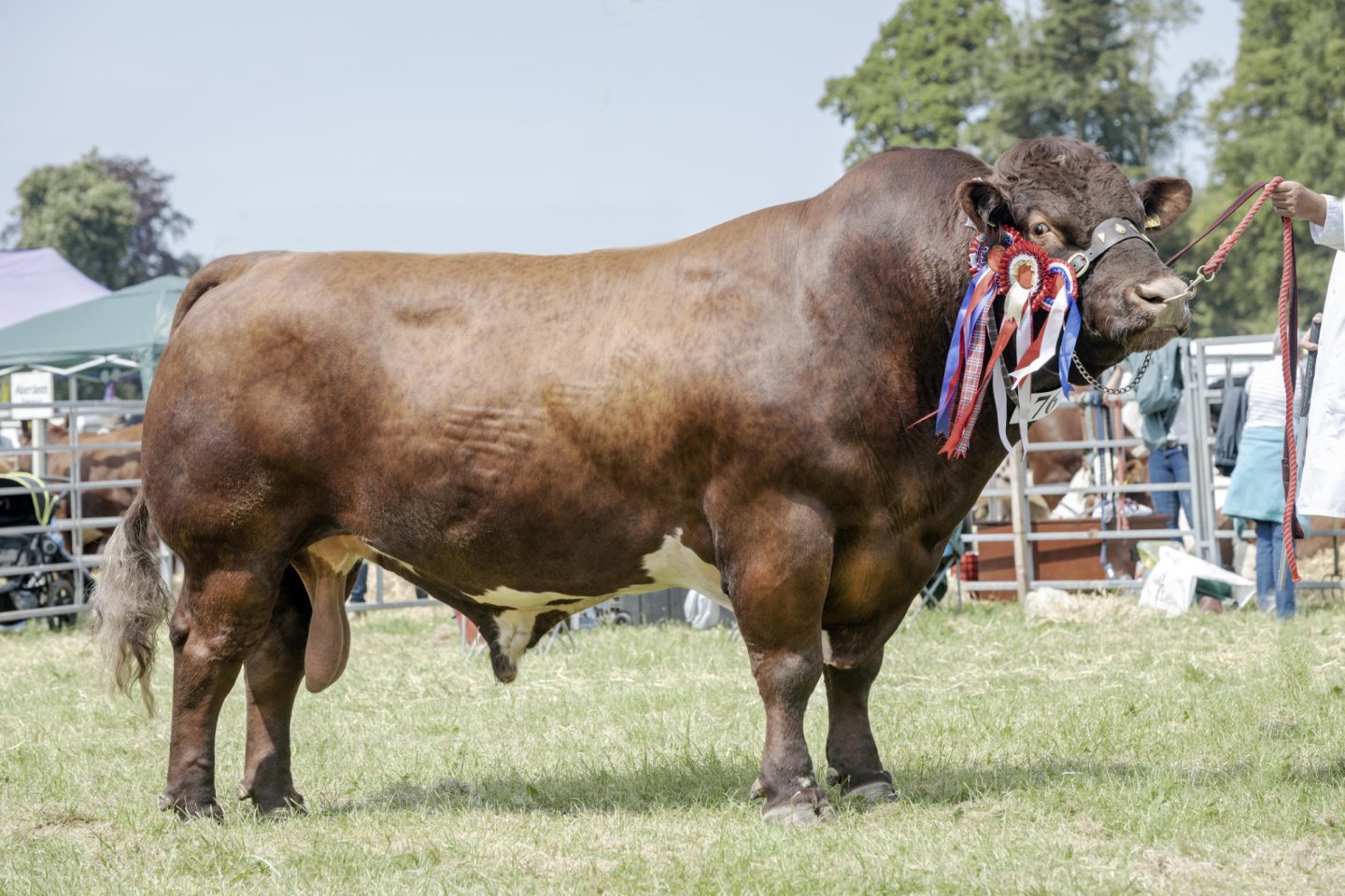 Beef Shorthorn bull comes out on top