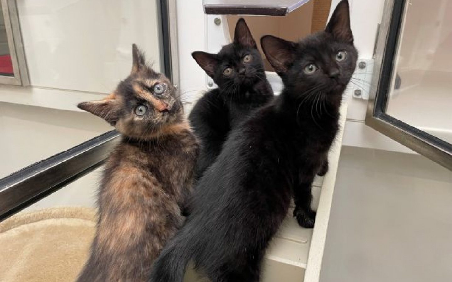 Sspca balmore sales