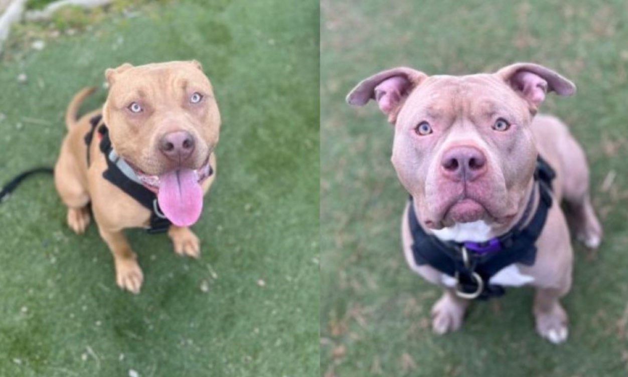Scottish SPCA ‘runs out of time’ to rehome XL bully dogs