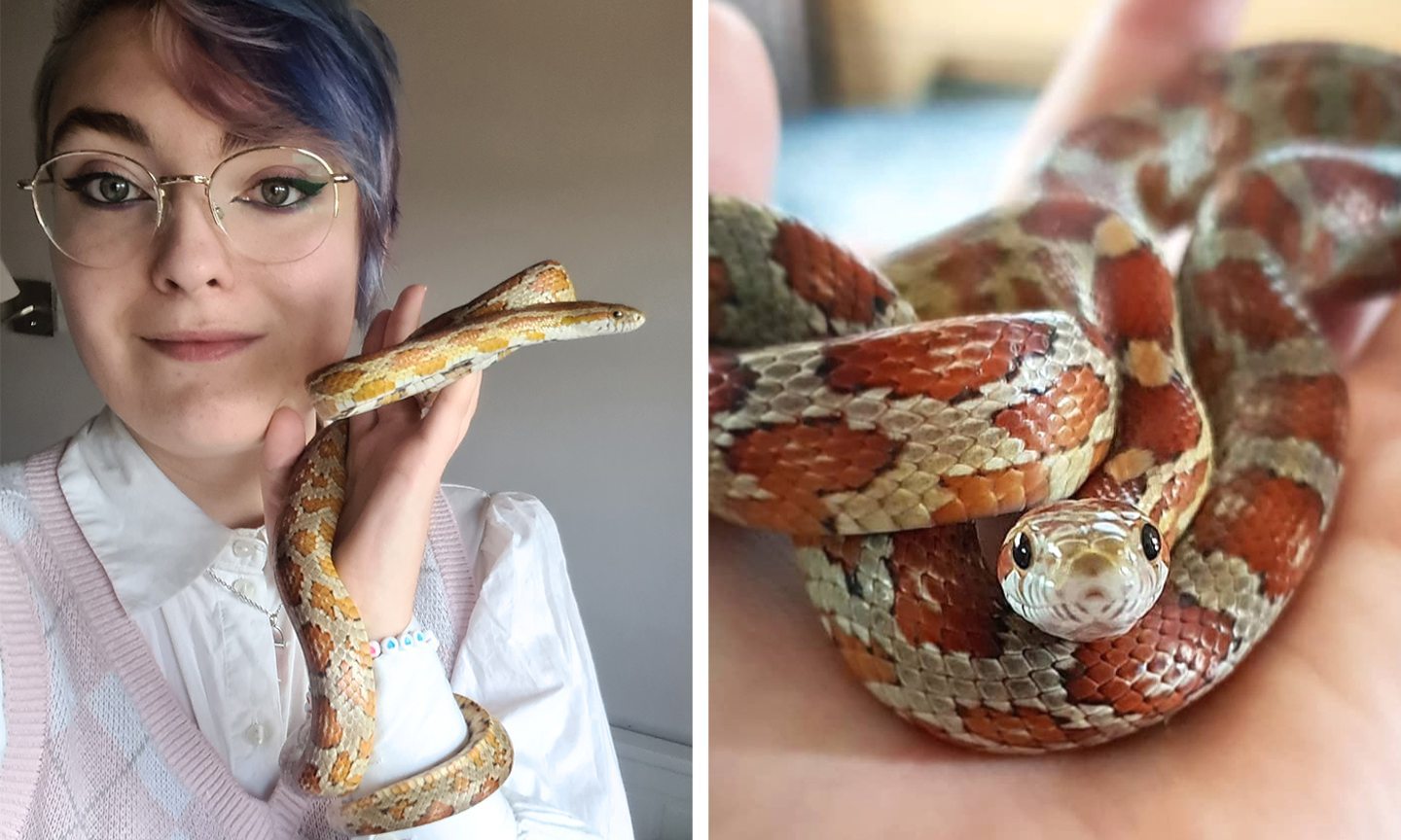 Ember the corn snake who loves her Aberdeen home