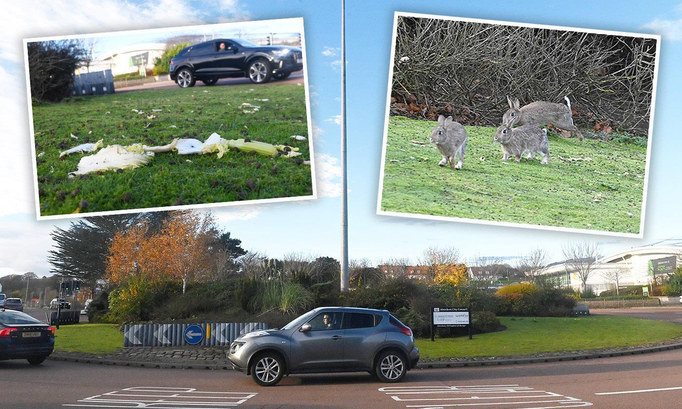 Garthdee roundabout rabbit feeders lead to driver safety warning